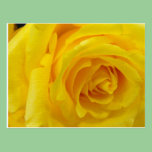 yellow rose postcards