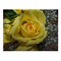 Yellow Rose Post Cards