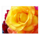 Yellow Rose Postcards