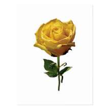 Yellow Rose Postcards