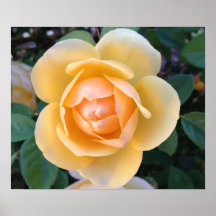 Yellow Rose poster