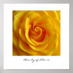 Yellow Rose Posters