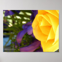 Yellow Rose Poster
