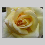 Yellow Rose posters