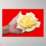 YELLOW ROSE. POSTER