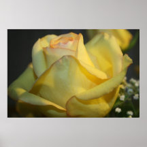 Yellow Rose Poster