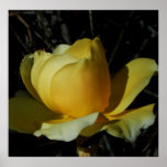 Yellow Rose ~Print~