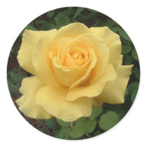 Yellow Rose Sticker