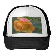 Yellow Roses Dew Petals Hats