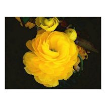 Yellow Roses Photography