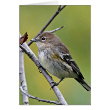 Yellow-rumped Warbler Card