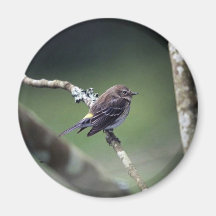 Yellow-rumped warbler magnets