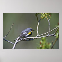 Yellow-Rumped Warbler Poster