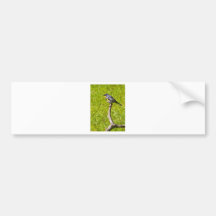 Yellow Runped Warbler Bumper Stickers