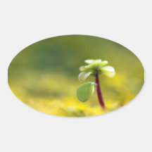 Yellow Sedum Oval Stickers