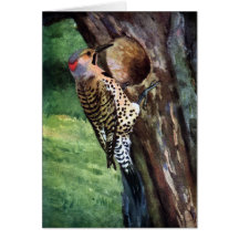Yellow-shafted Flicker and Tree Cavity Card