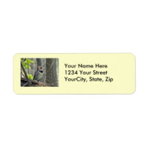 Yellow-Shafted Flicker Woodpecker Items Custom Return Address Labels