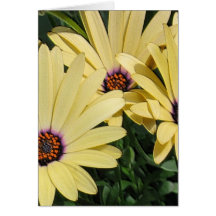 Yellow Shasta Daisies Cards
