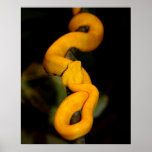 Yellow Snake Poster posters