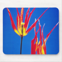 yellow Species Tulipa Acuminata flowers Mouse Pad