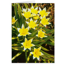yellow Species Tulips, 'Tulipa Tarda' flowers Greeting Card