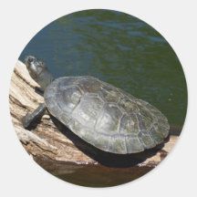 Yellow-spotted Amazon turtle Round Stickers