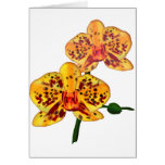 Yellow Spotted Phalaenopsis Orchids