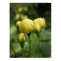 Yellow Spring Banksia Rose Buds Postcard