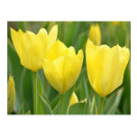 Yellow Spring Tulips Postcard