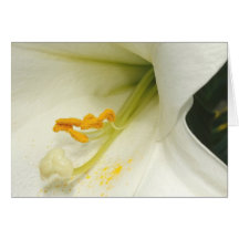 Yellow Stamen Greeting Cards