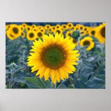 yellow Stand out from the crowd flowers Posters