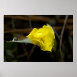 Yellow Star Tulip Print