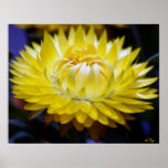 Yellow Strawflower Poster, S Cyr posters
