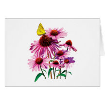 Yellow Sulphur Butterfly on Coneflower Greeting Card