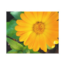 Yellow Summer Blossom Gallery Wrapped Canvas