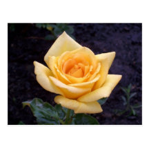 Yellow Summer Rose Postcard