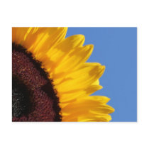 Yellow Sunflower and Blue Sky Post Card