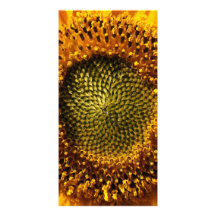Yellow Sunflower Custom Photo Card