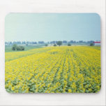 yellow Sunflower field in eastern Croatia flowers Mousepads