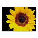 Yellow sunflower  flowers card