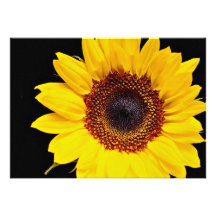 Yellow sunflower  flowers custom announcement
