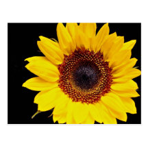 Yellow sunflower  flowers post card