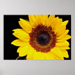 Yellow sunflower  flowers poster