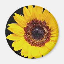 Yellow sunflower  flowers refrigerator magnets