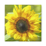 Yellow Sunflower Magnet