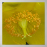 Yellow Sunshine Print