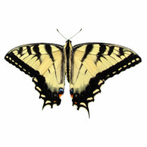 Yellow Swallowtail ~ acrylic