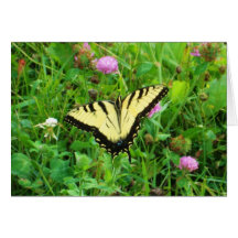 Yellow Swallowtail Butterfly Cards