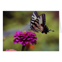 Yellow Swallowtail Butterfly Cards