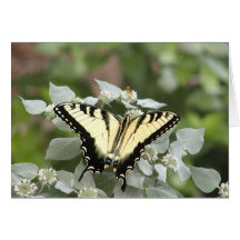 Yellow swallowtail butterfly greeting card